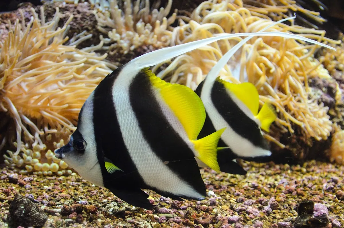 CRETAquarium