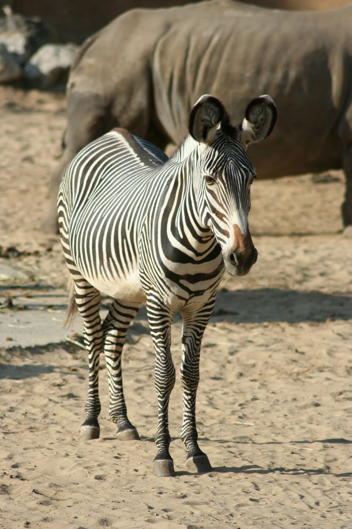 Zoo de La Palmyre