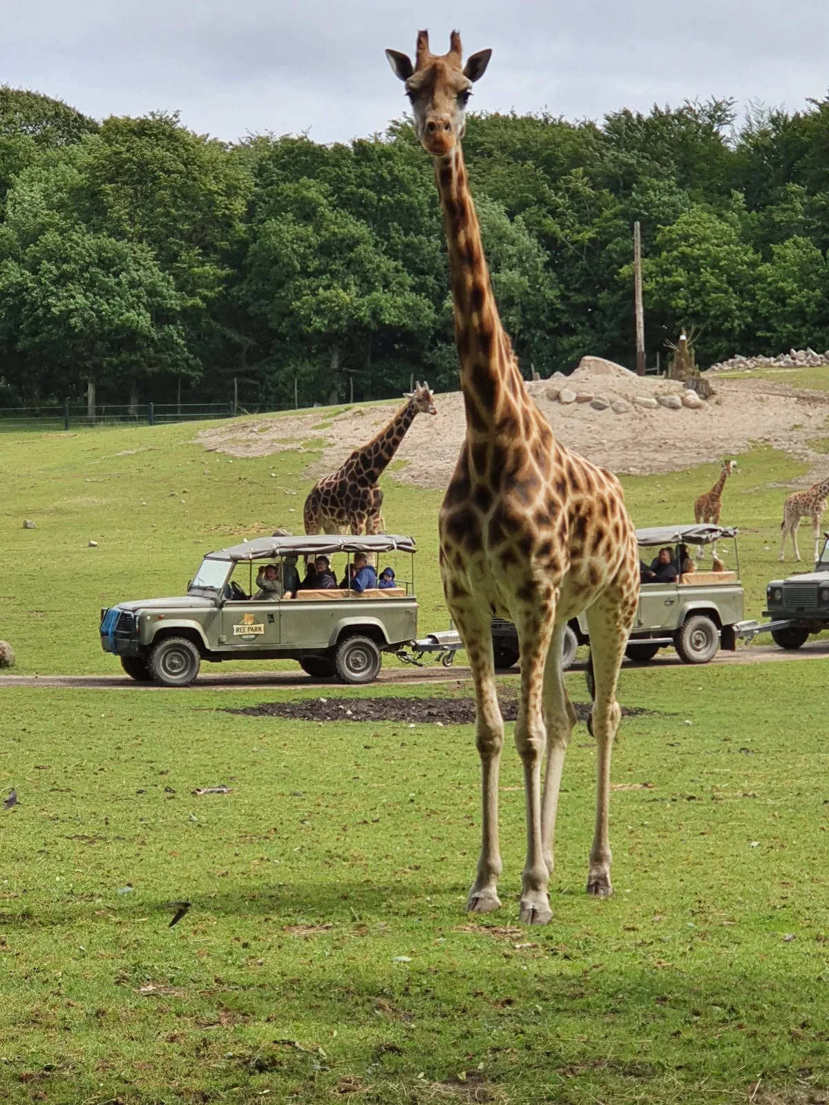 Ree Park Safari