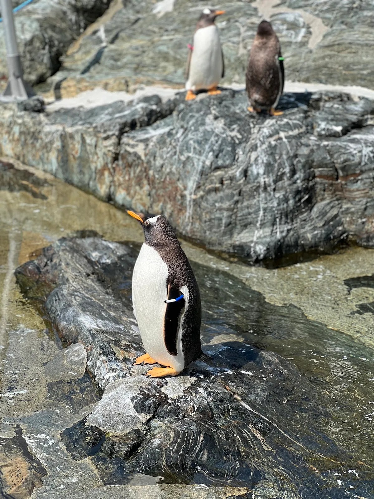 Akvariet i Bergen - L'aquarium national
