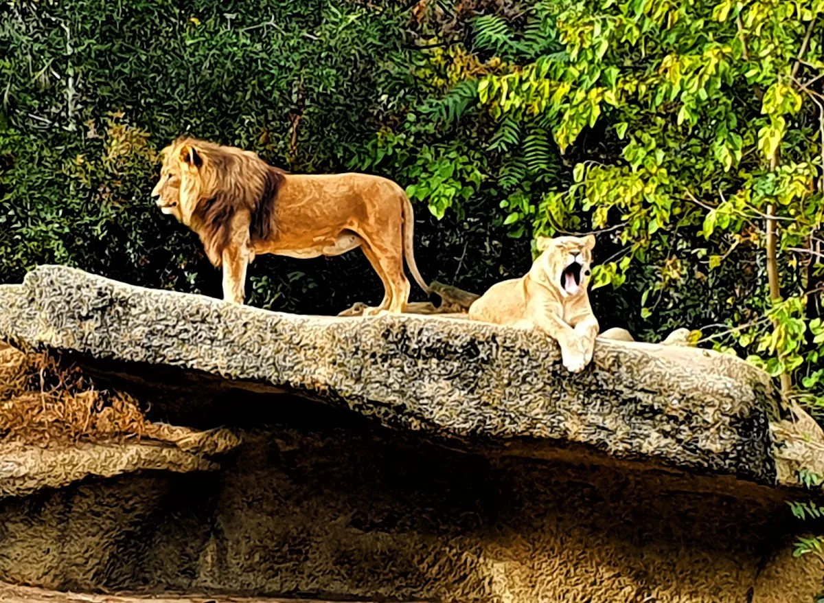 Zoo de Bâle