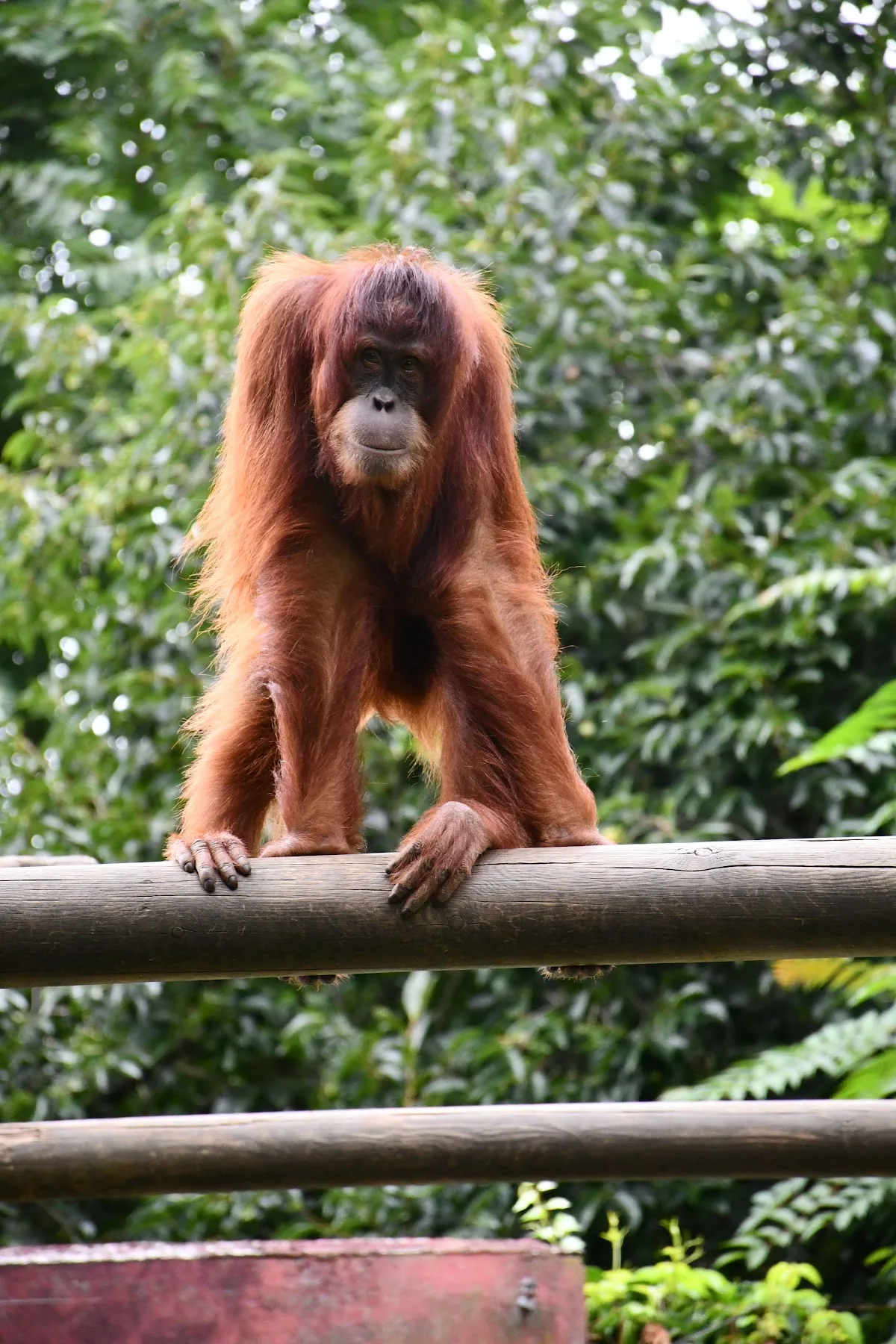 Santillana Zoo