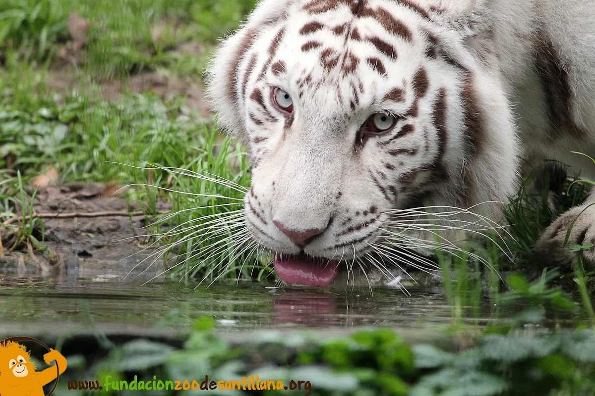 Santillana Zoo