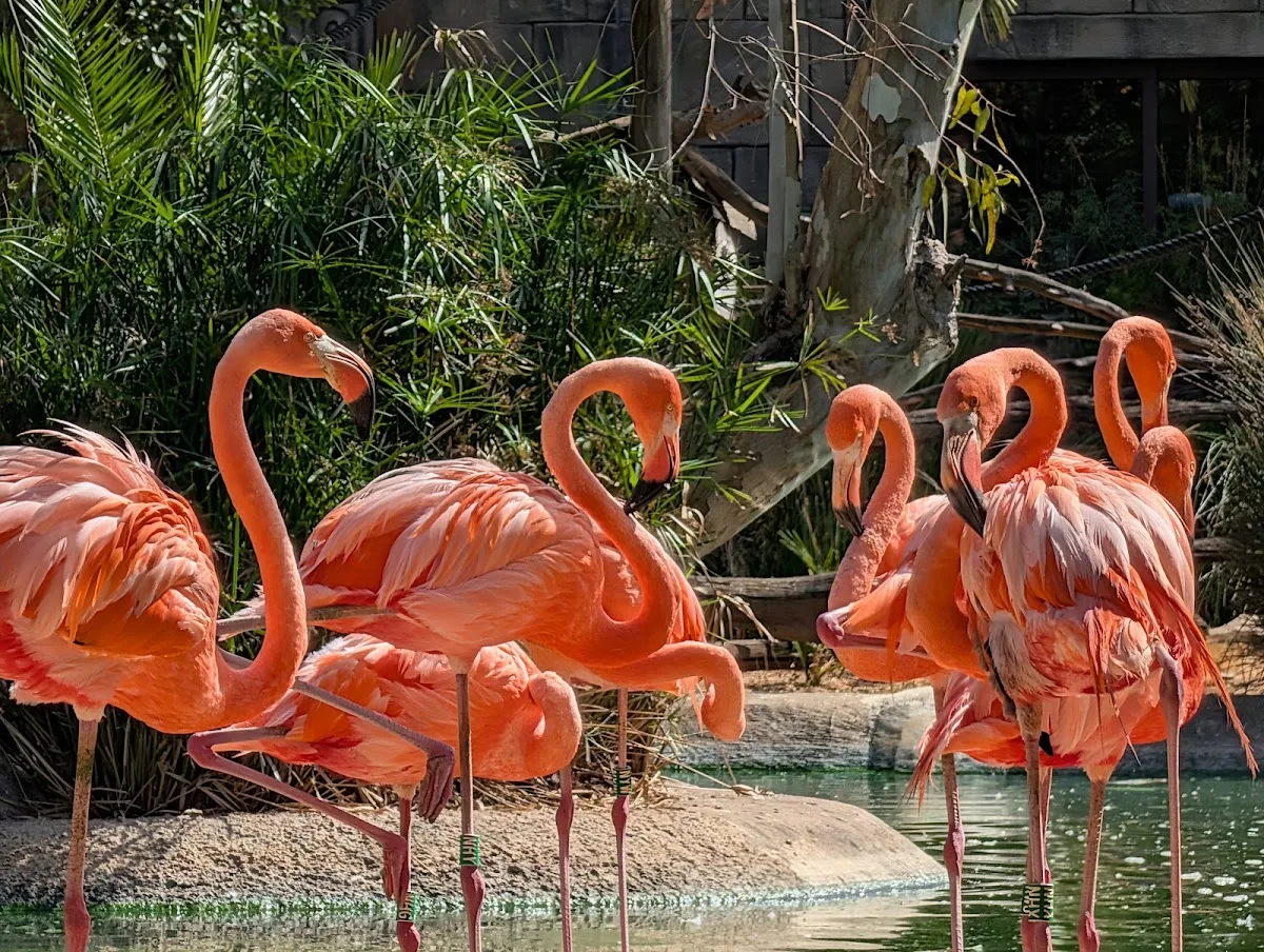 Zoo de Lagos
