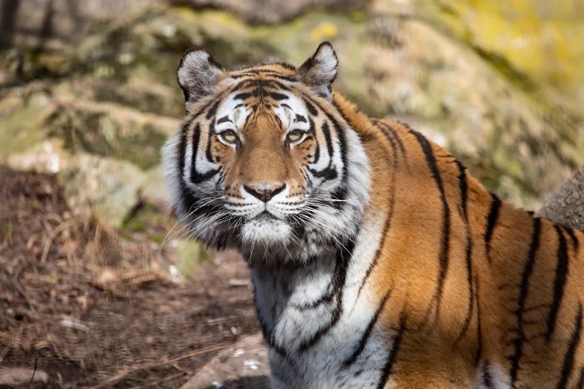Korkeasaari Zoo