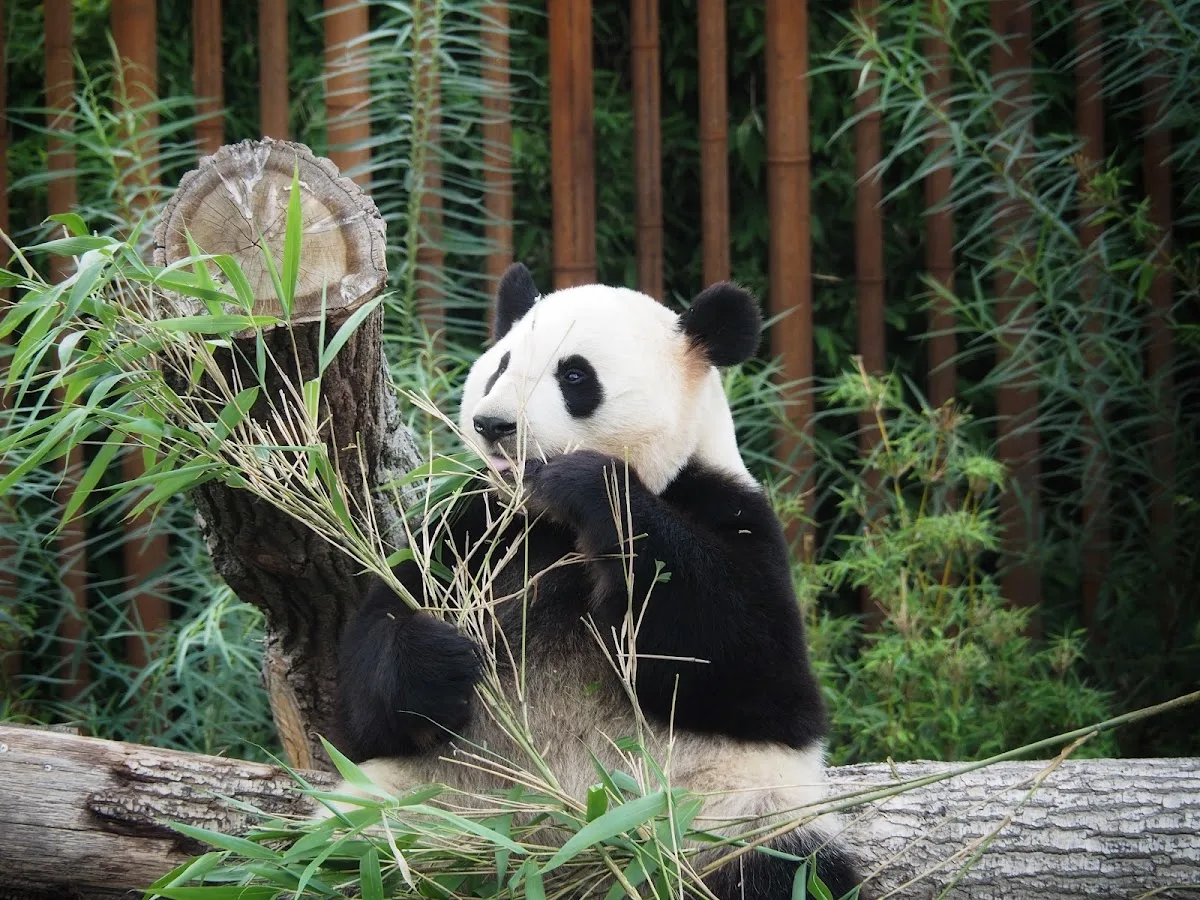 Copenhagen Zoo