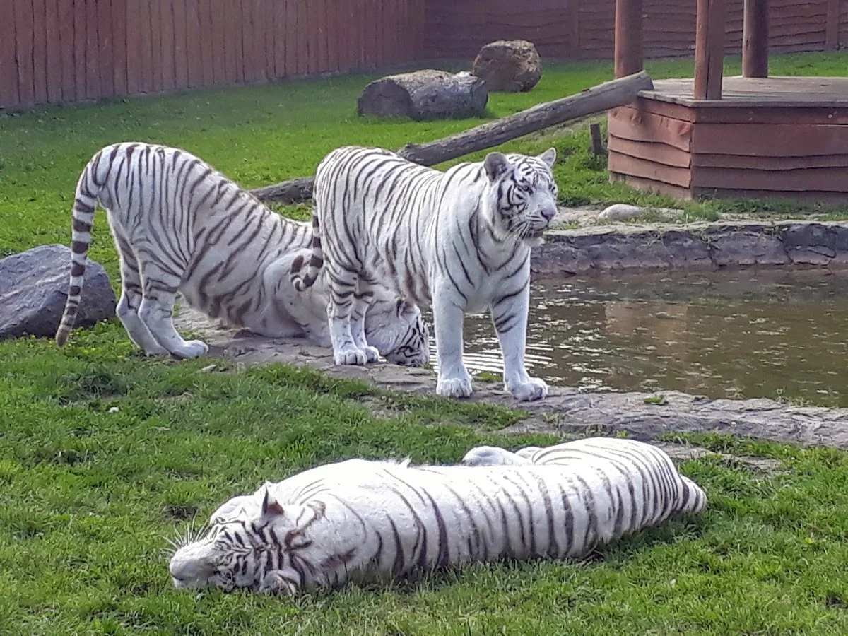 ZOO Safari Borysew