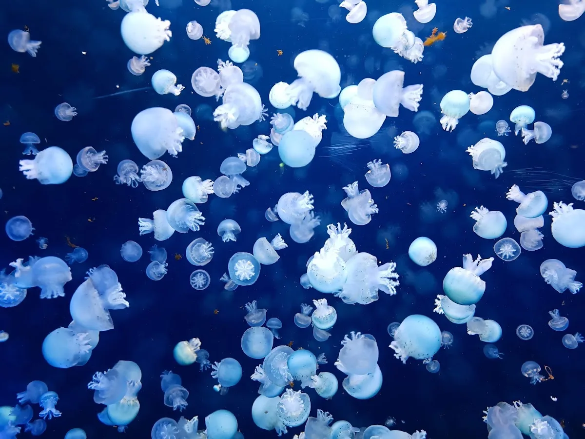 Haus des Meeres (House of the Sea)