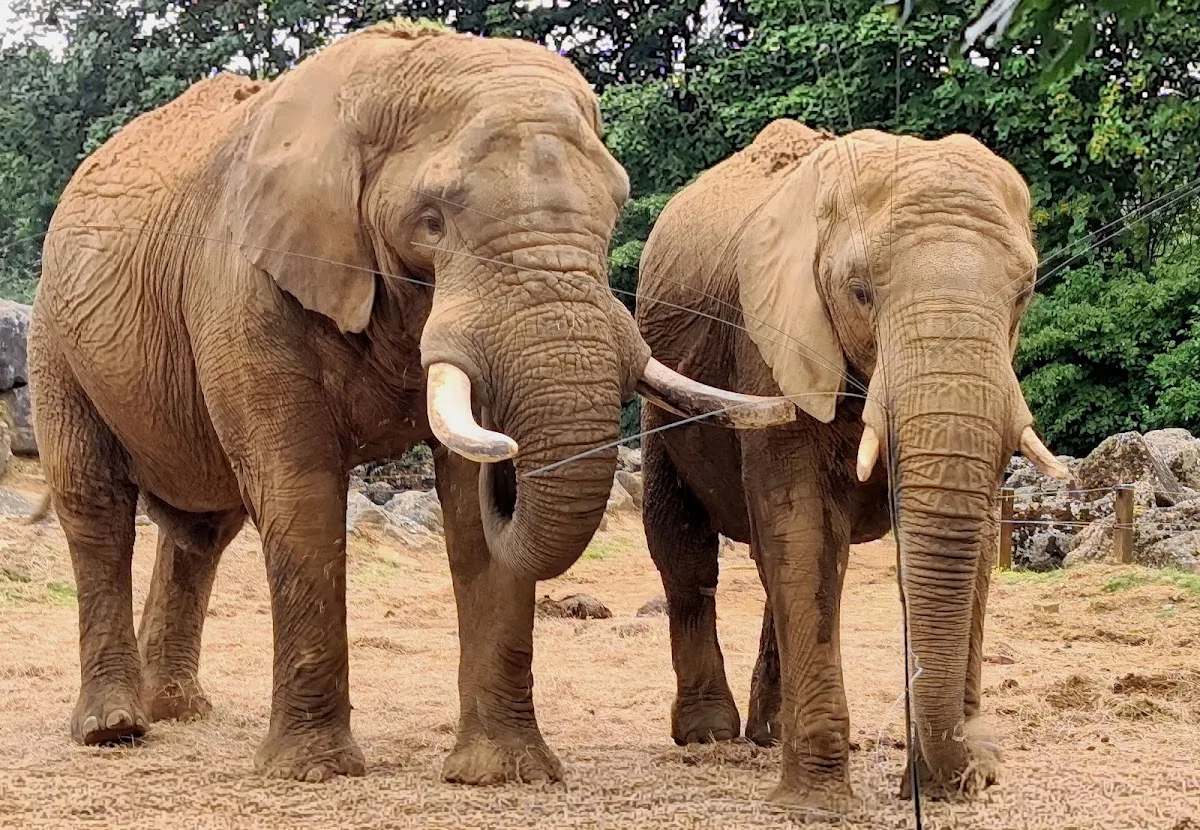 Colchester Zoo