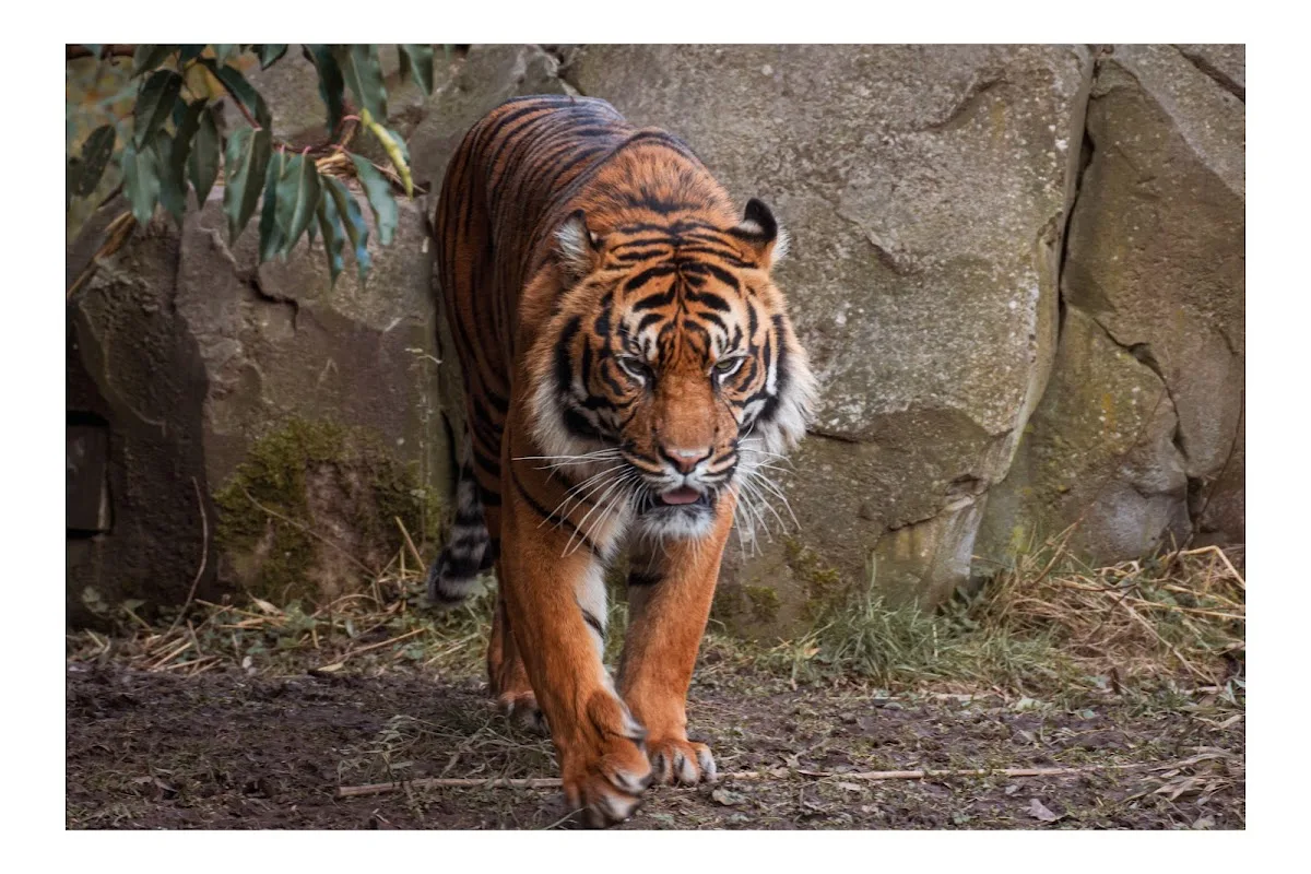 Chester Zoo
