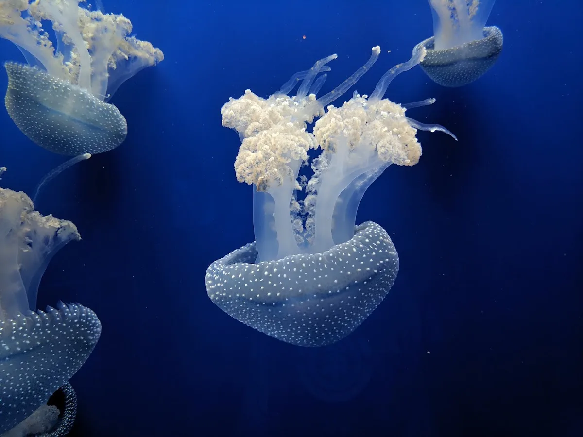 Sevilla Aquarium