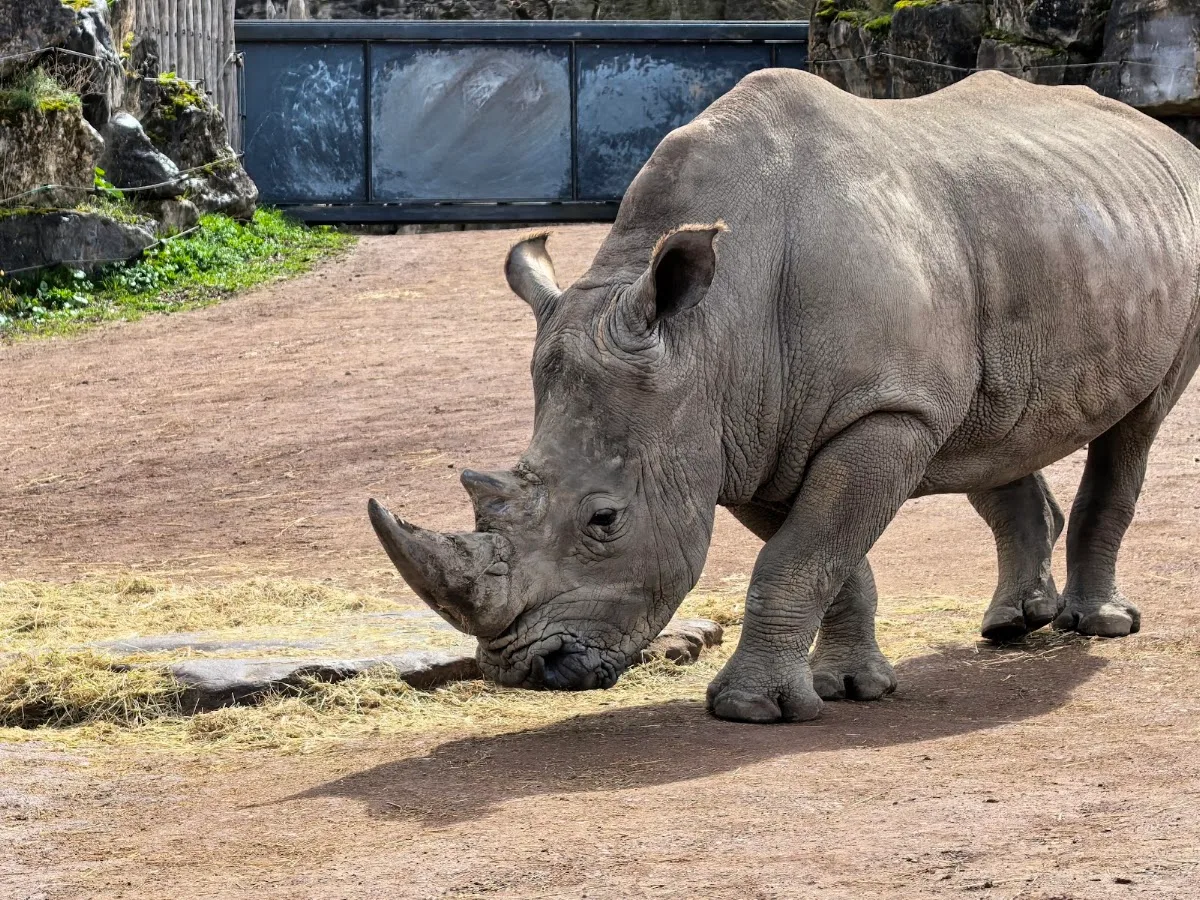 Pairi Daiza