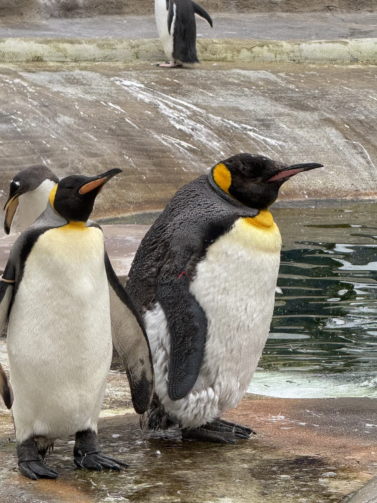 Edinburgh Zoo
