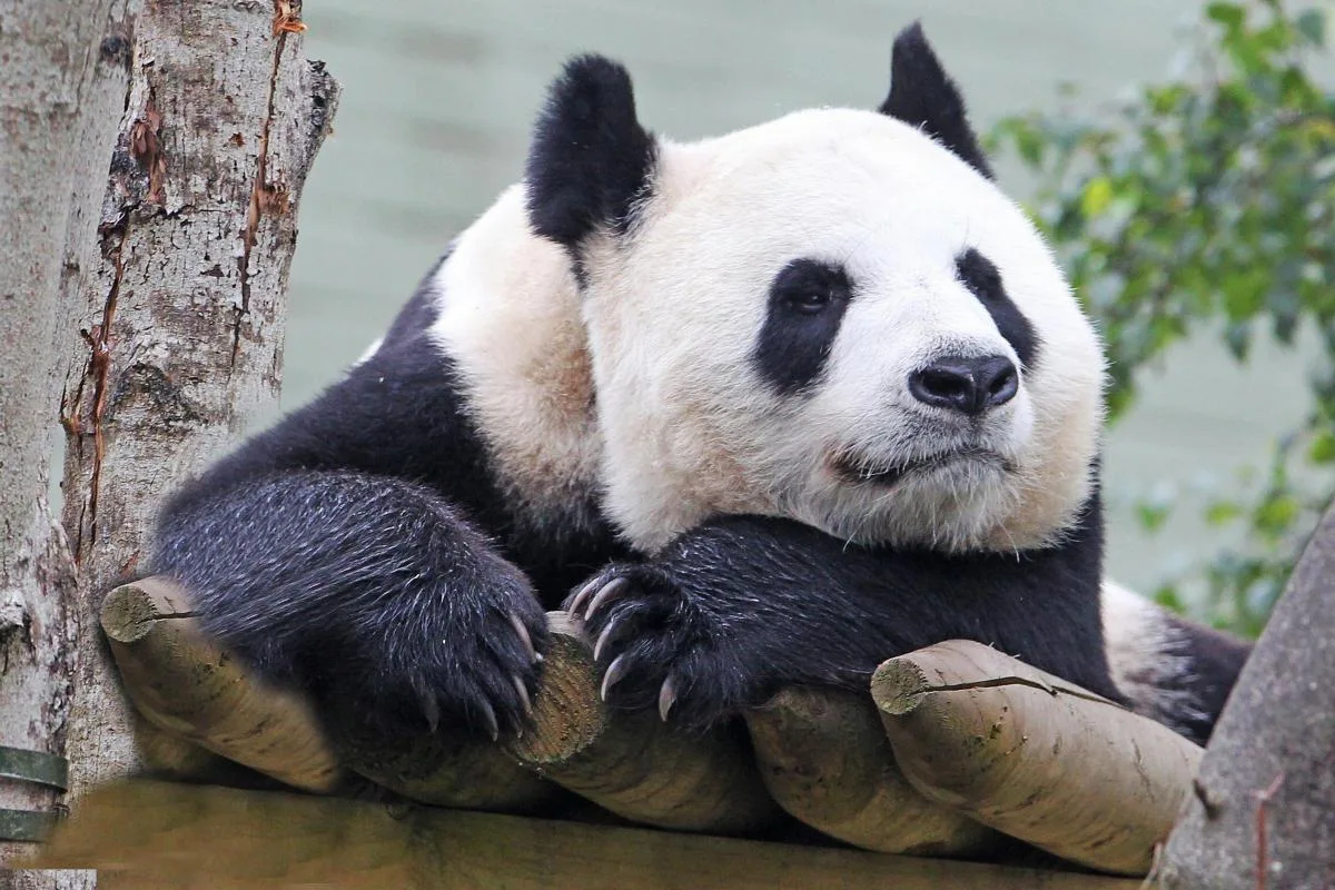 Edinburgh Zoo
