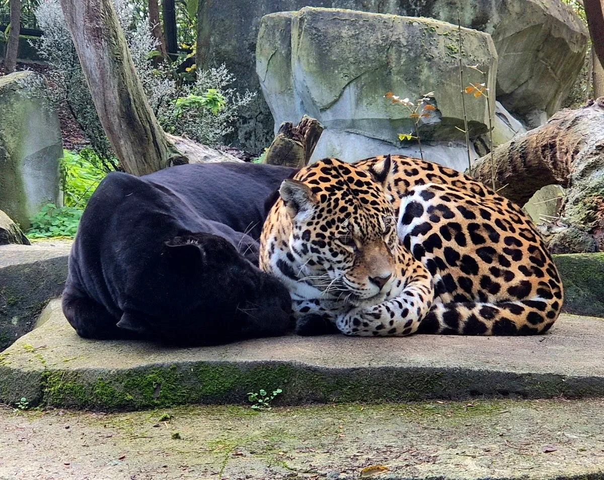 Parc zoologique de Paris