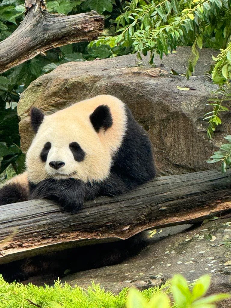 ZooParc de Beauval