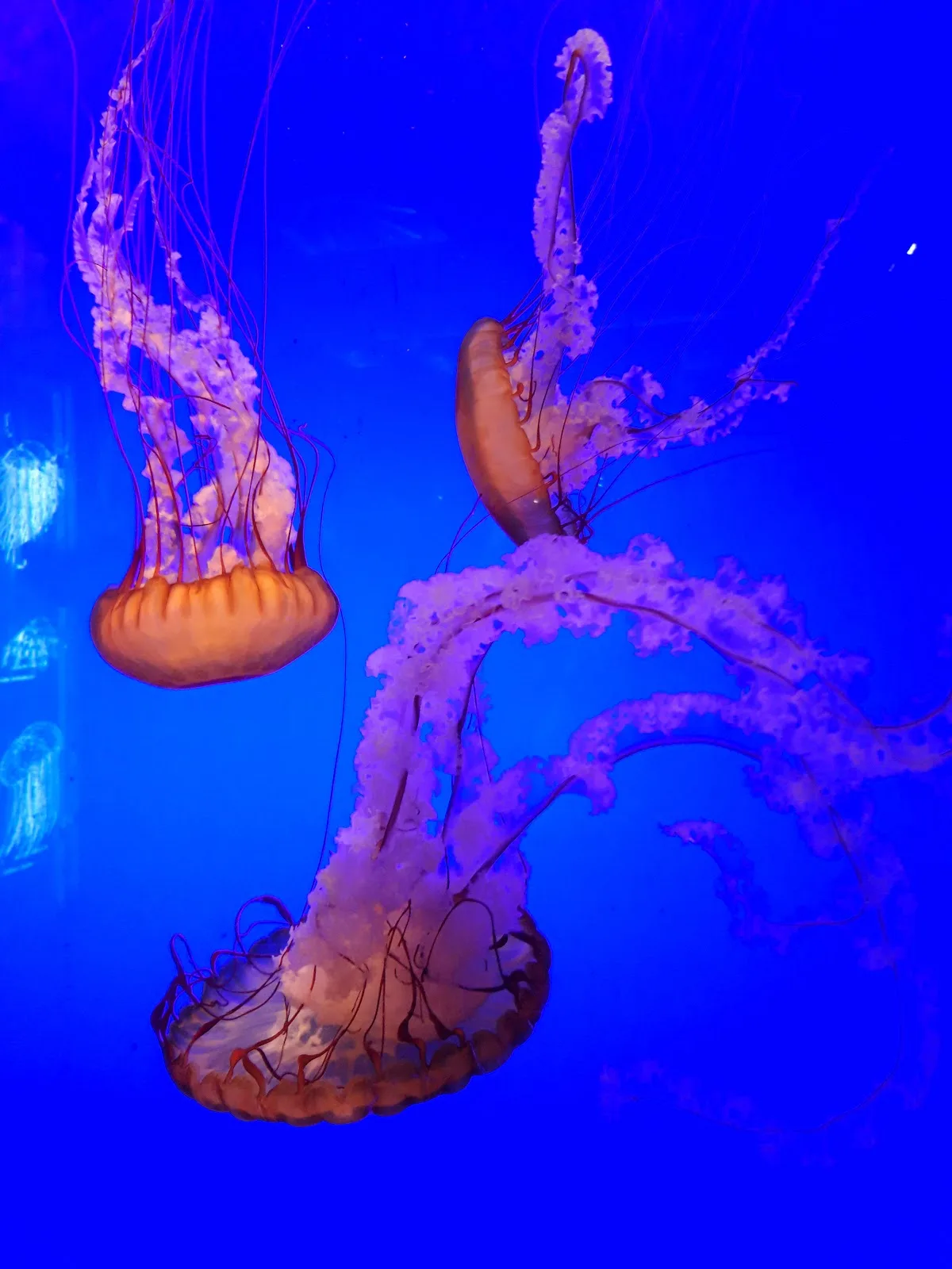 Aquarium La Rochelle