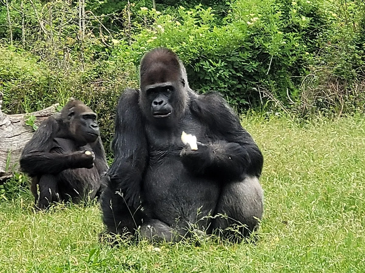 La Vallée Des Singes