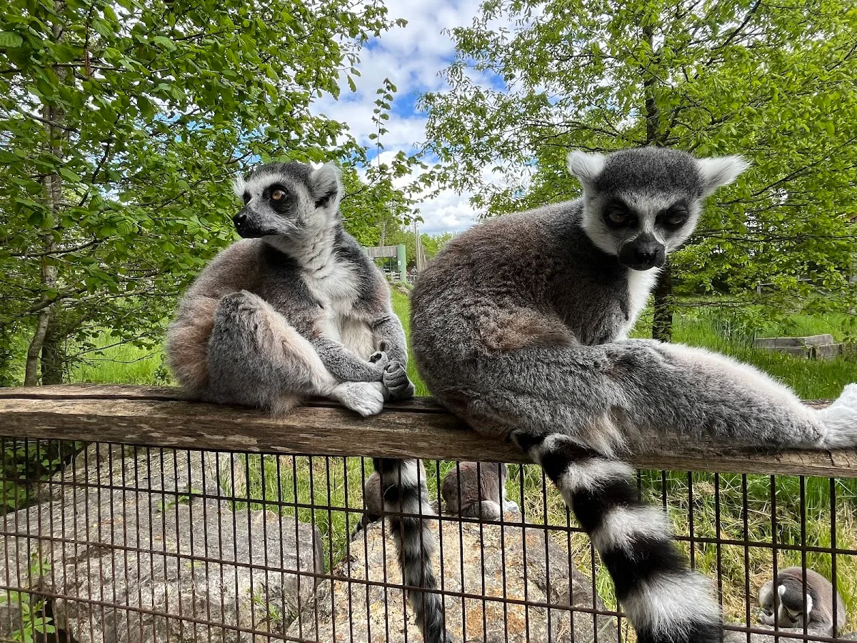 La Vallée Des Singes