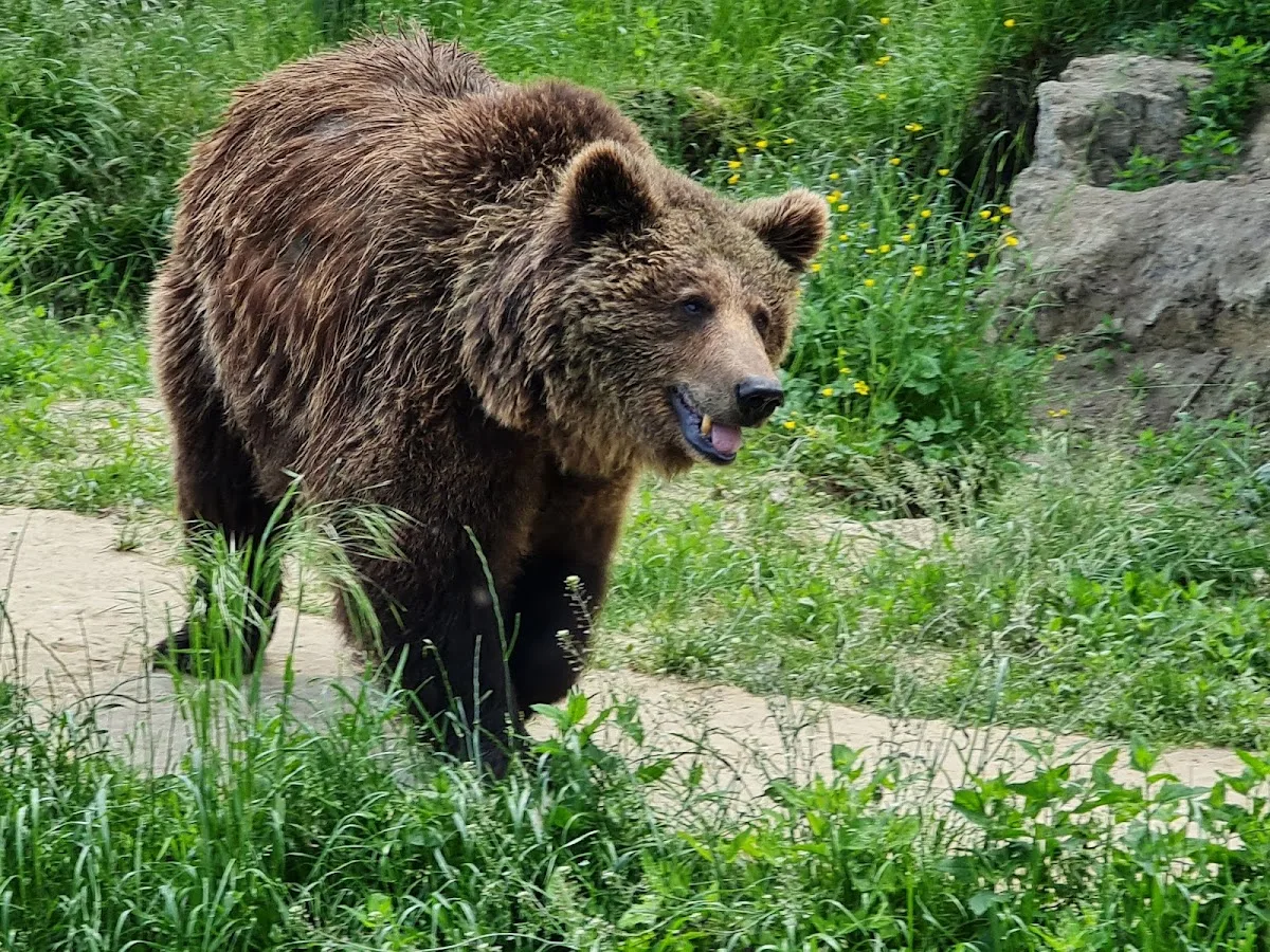 Zoo Brașov
