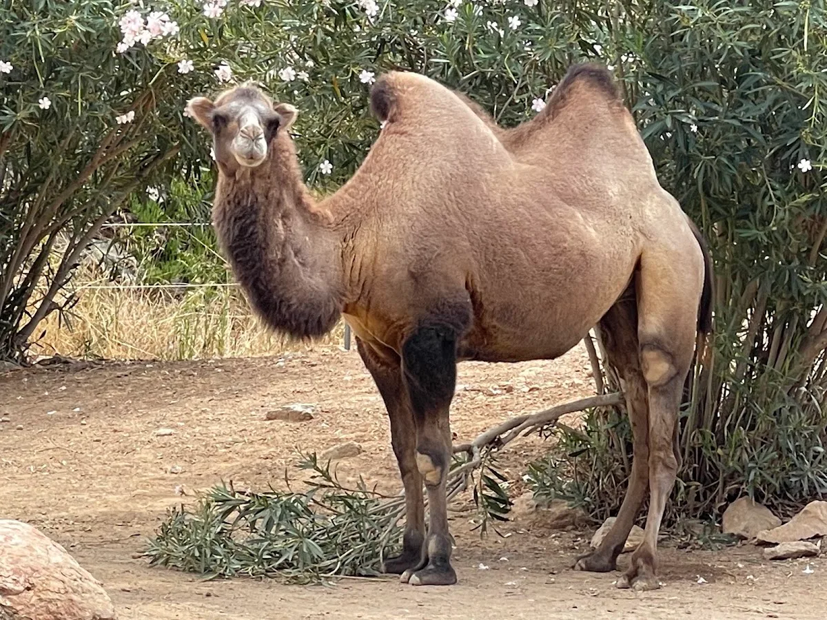 Attica Zoological Park