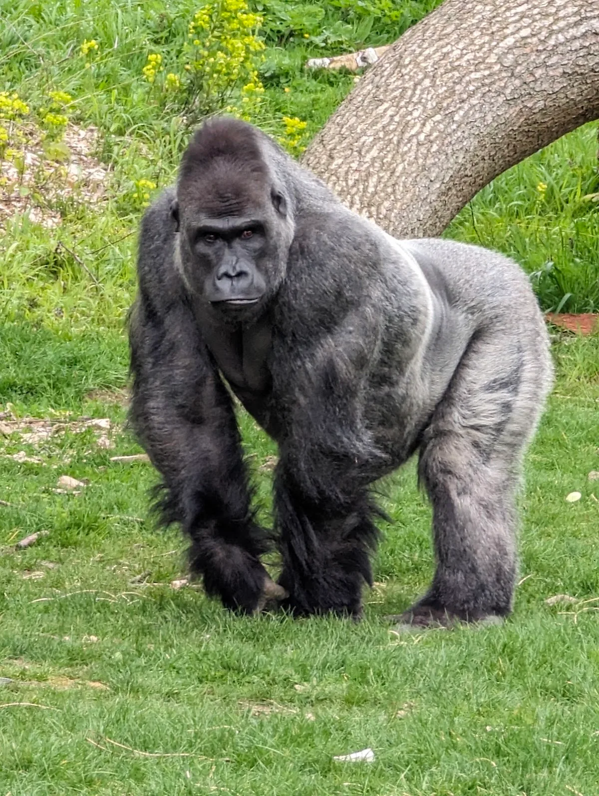 Zoo Thoiry