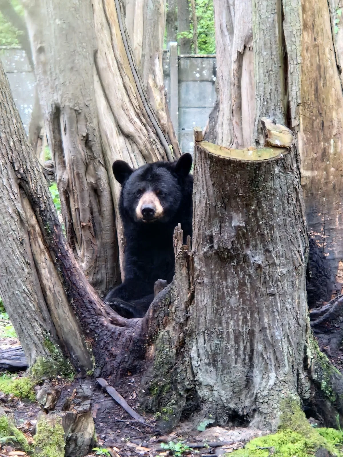 Zoo Thoiry