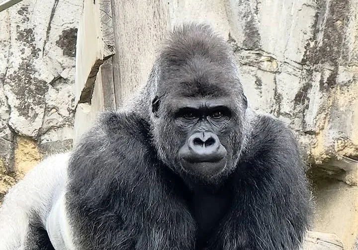 Zoo d'Amnéville