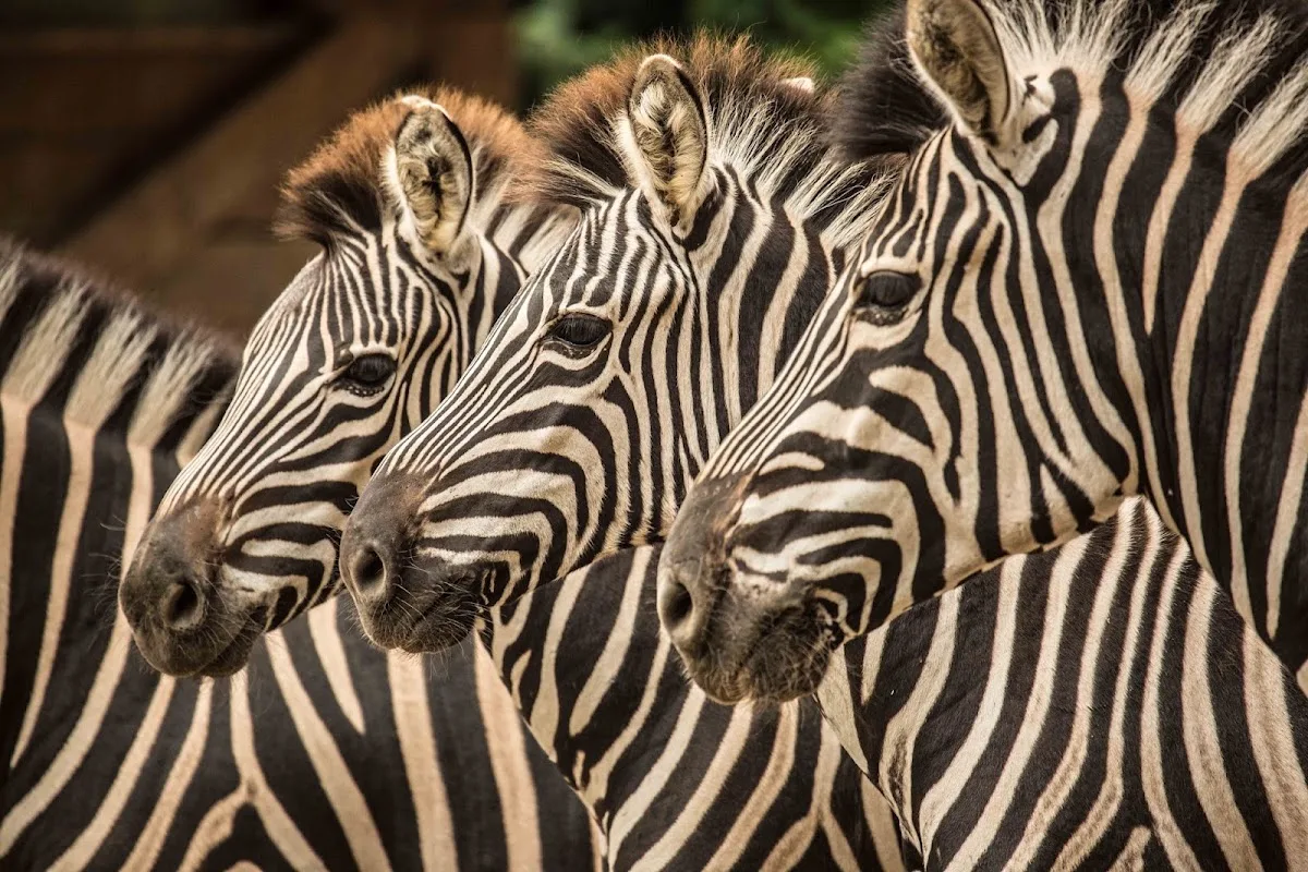 Ljubljana Zoo