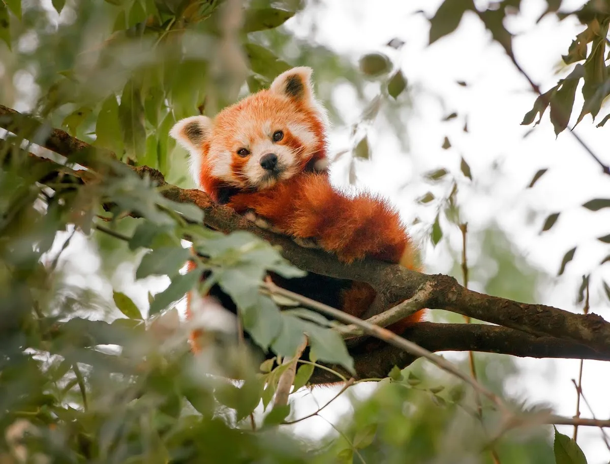 Odense Zoo
