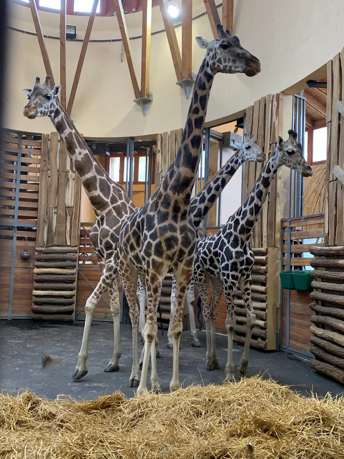 Zoo et jardin botanique de Budapest