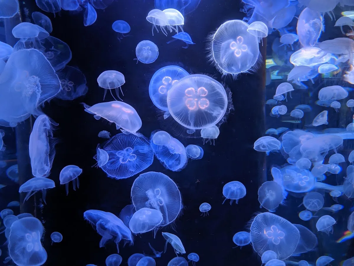 Musée océanographique de Monaco