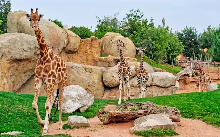 Bioparc Valencia