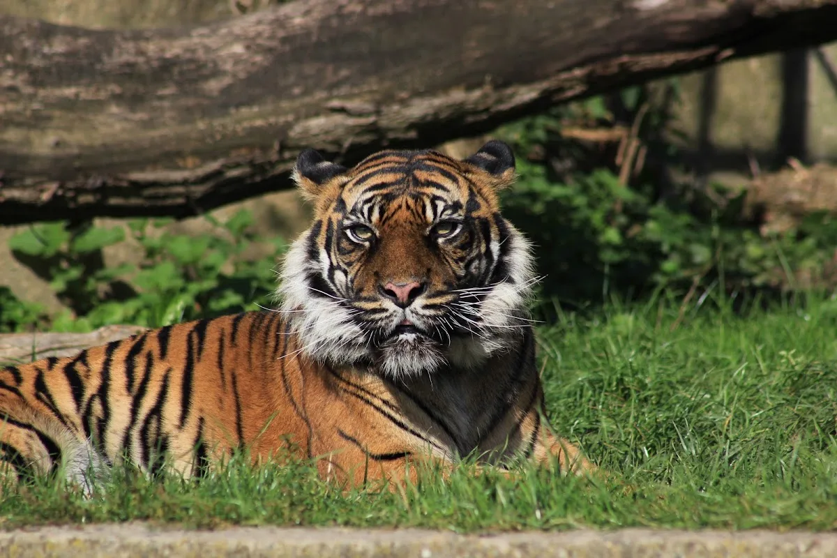 Jardin zoologique de Varsovie