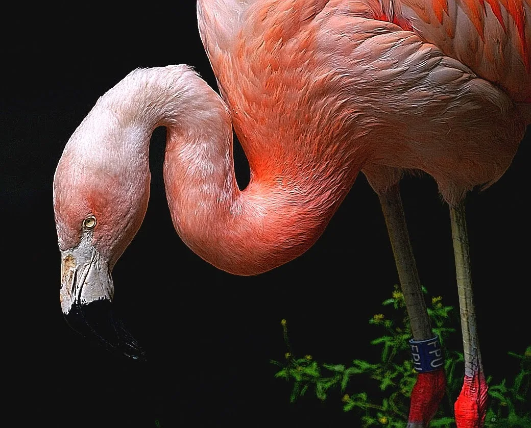 Aalborg Zoo