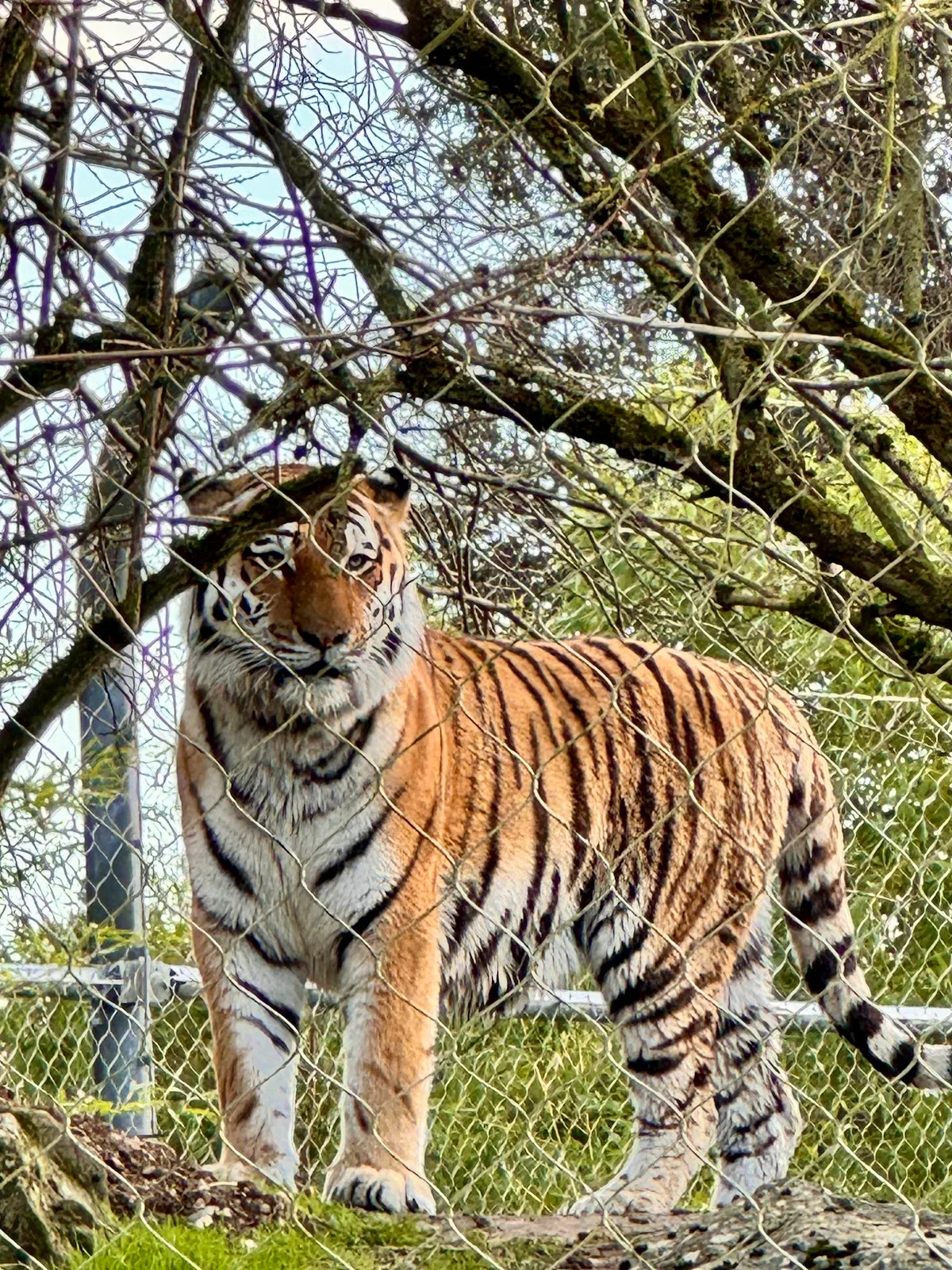 Marwell Zoo