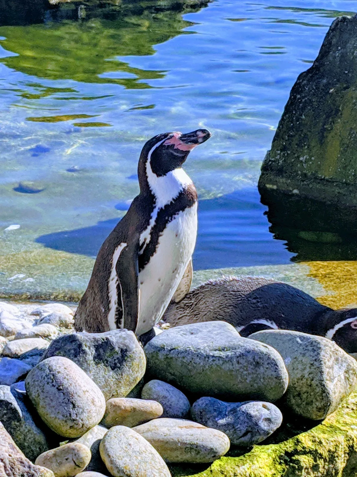 Marwell Zoo